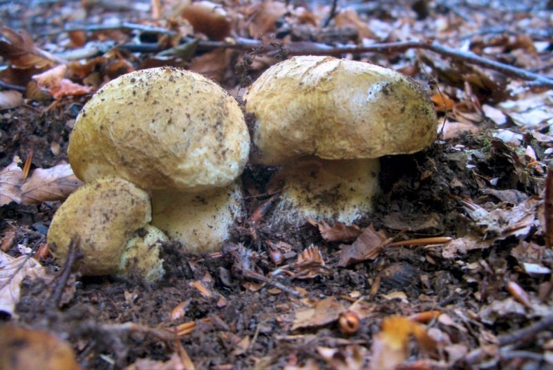 Boletus sp. , ma quale? - Gyroporus cyanescens